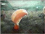 Sea Pen - Oregon Coast Aquarium - pen01.jpg