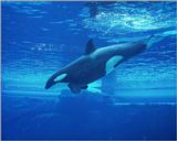 Re: pics of sea animals - Orca