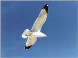 Sea Gull