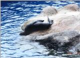 Sea Lion (1 image)