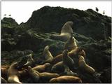 Sea Lions