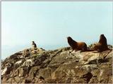 Sea Lions