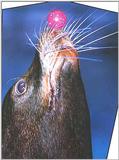 Sealion