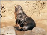 Scanning of my 1998 California pics resumed - Sea lion in San Diego Zoo - 1024x768