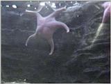 Sea Star - Oregon Coast - star01.jpg