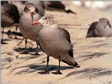 California souvenirs - another pretty seagull at Coronado Beach