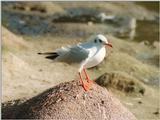 The most beautiful legs in the world - Seagull in Hagenbeck Zoo