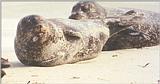 Animal photos from my California trip - Harbor seal at La Jolla Beach