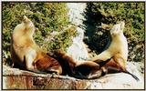 seal bookends