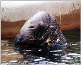 sea lion