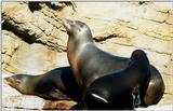 seals