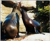seals2