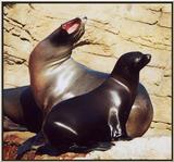 Operatic seals