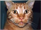 Cat - Sebastian