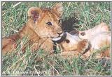 Lion Cubs at play