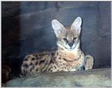 Serval2