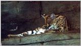 Serval 3