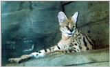 Serval 4