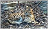 serval