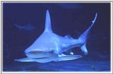 Re: Could someone please post some shark pics. Thanks