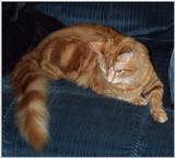 Krazee Cats