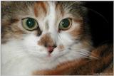 Sheba (cat)