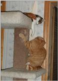 Cats Playing 2