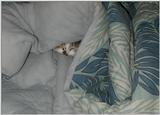 Sheba (cat)
