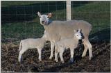 Sheep mom