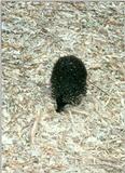 Short-nosed Echidna (1 image)
