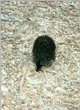 Short-nosed Echidna (1 image)