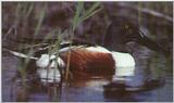 Shoveler