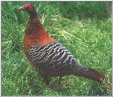 Siamese Fireback Pheasant Female