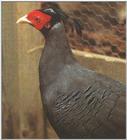 Siamese Fireback Pheasant Male