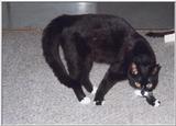 My cat named Mew.