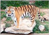 Siberian Tiger