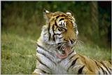 Tiger01