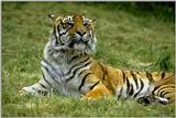 Tiger02