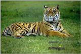 Tiger03