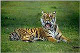 Tiger04