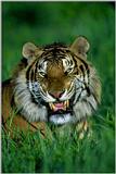 Tiger05