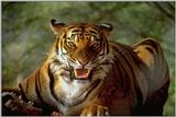 Tiger06