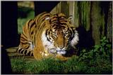 Tiger07