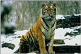 Tiger08