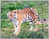 Siberian tiger again