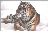 The Siberian Tiger 3/4 jpg