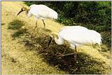 Bird from Korea - Siberian White Cranes [시베리아흰두루미]