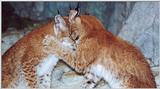 Siberian Lynx kittens playing 2
