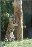 Re: Siberian Tiger