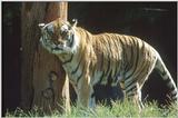 Re: Siberian Tiger